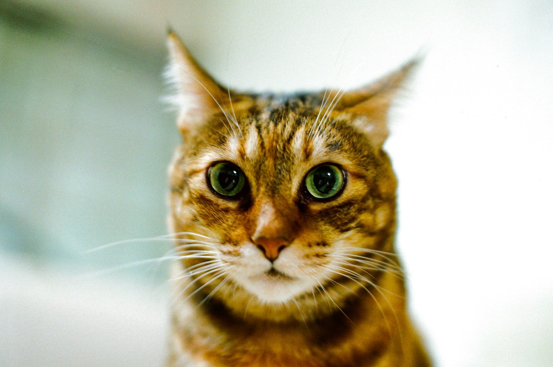 nat-chen-xpmty7l-qme-unsplash