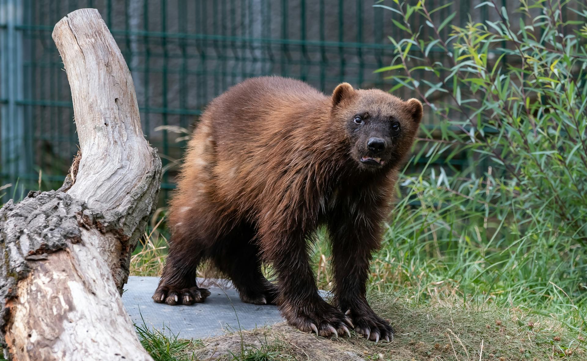 pexels-kramar-robert-1057542-12995841