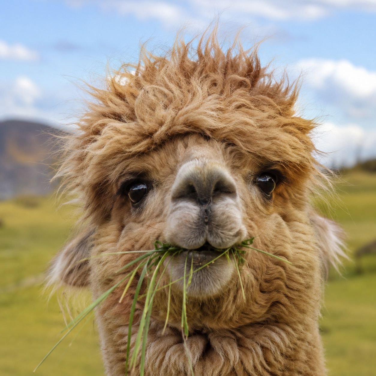 alpaca6 alpaca6