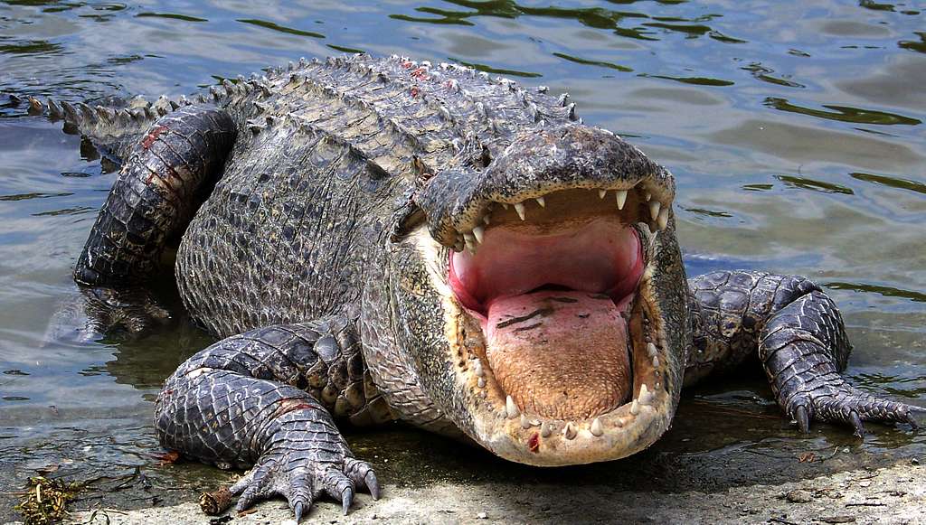 an-american-alligator-exits-a-body-of-water-and-show-55262b