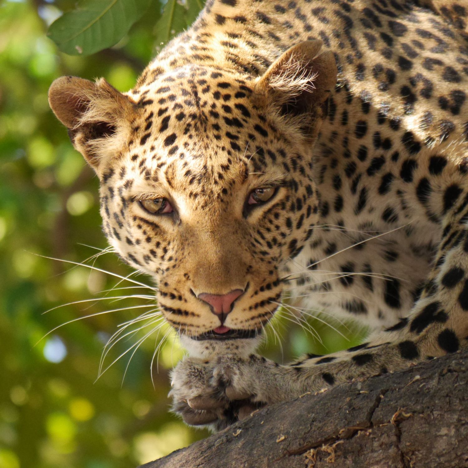animal-wildlife-mammal-fauna-leopard-big-cat-1146403-pxhere.com animal-wildlife-mammal-fauna-leopard-big-cat-1146403-pxhere.com