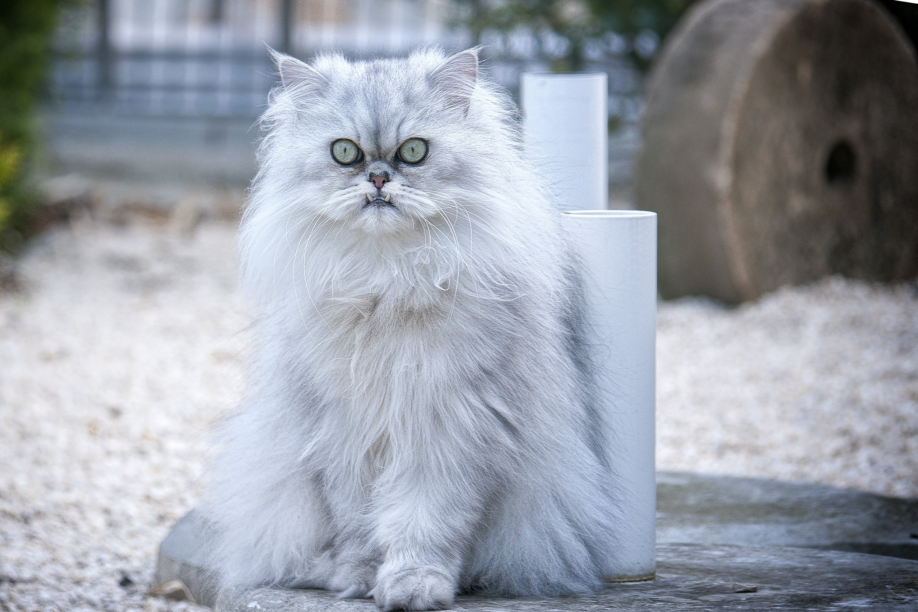 cat-persian-cat-domestic-cat-46a5c4219aa20ac289ef241ecc0fe146 cat-persian-cat-domestic-cat-46a5c4219aa20ac289ef241ecc0fe146