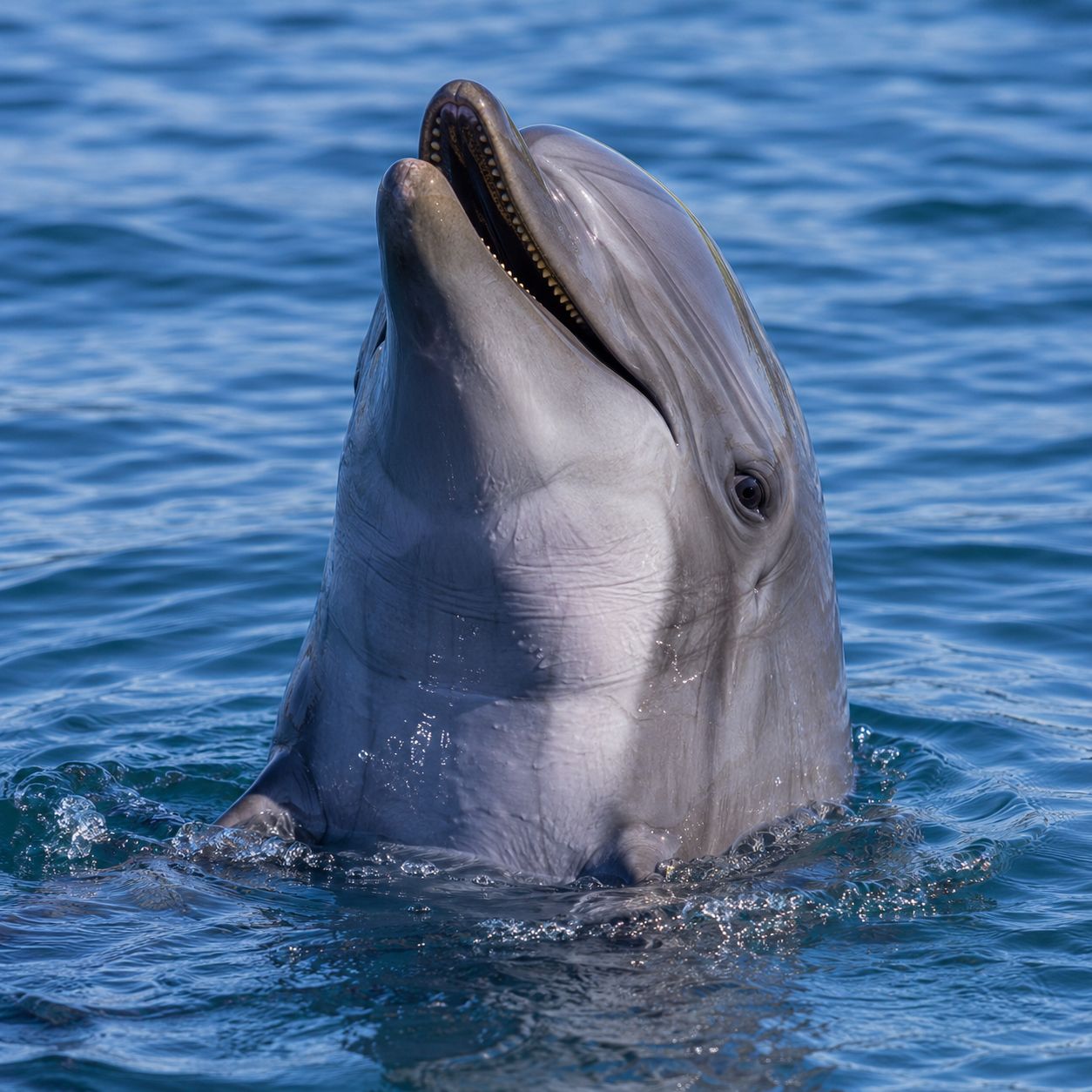 DELFIN2