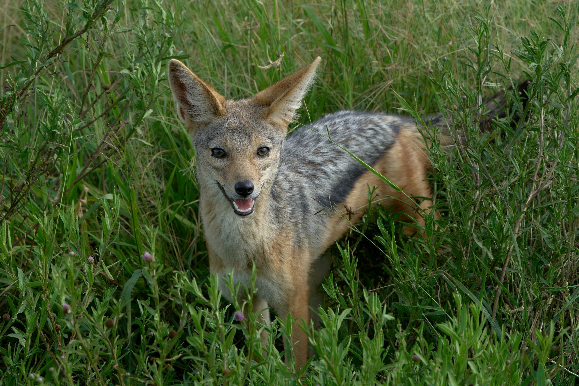 dmitrii-zhodzishskii-GqPoCi_kNhI-unsplash dmitrii-zhodzishskii-GqPoCi_kNhI-unsplash