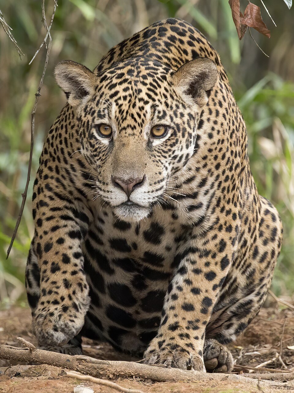 Female_Jaguar