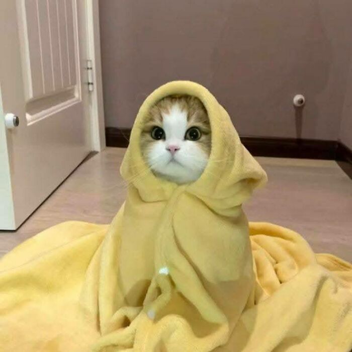 funny-cute-cats-pictures-68df6fb1d6682__700