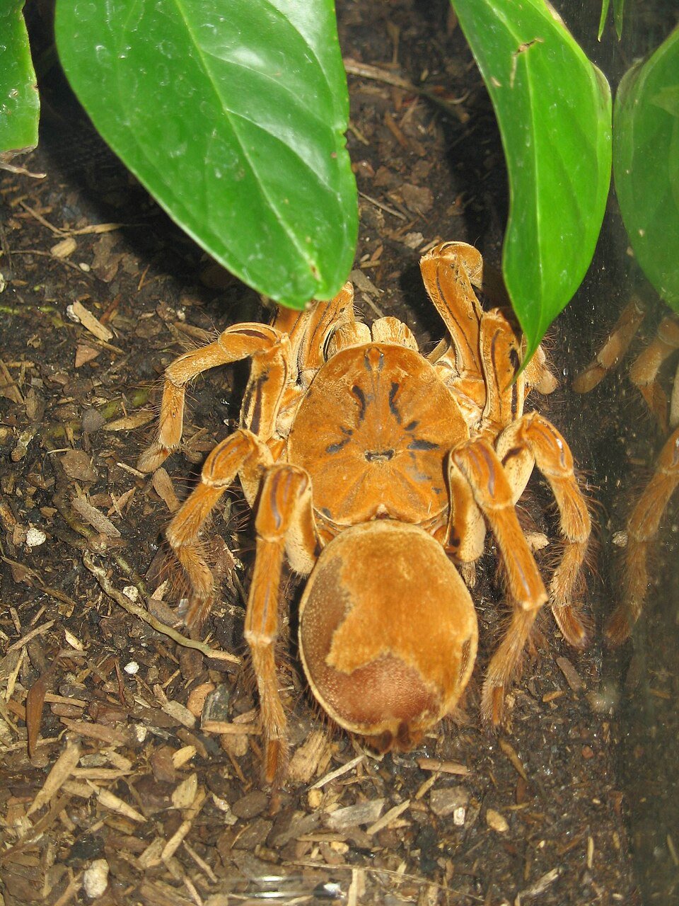 Goliath_birdeater