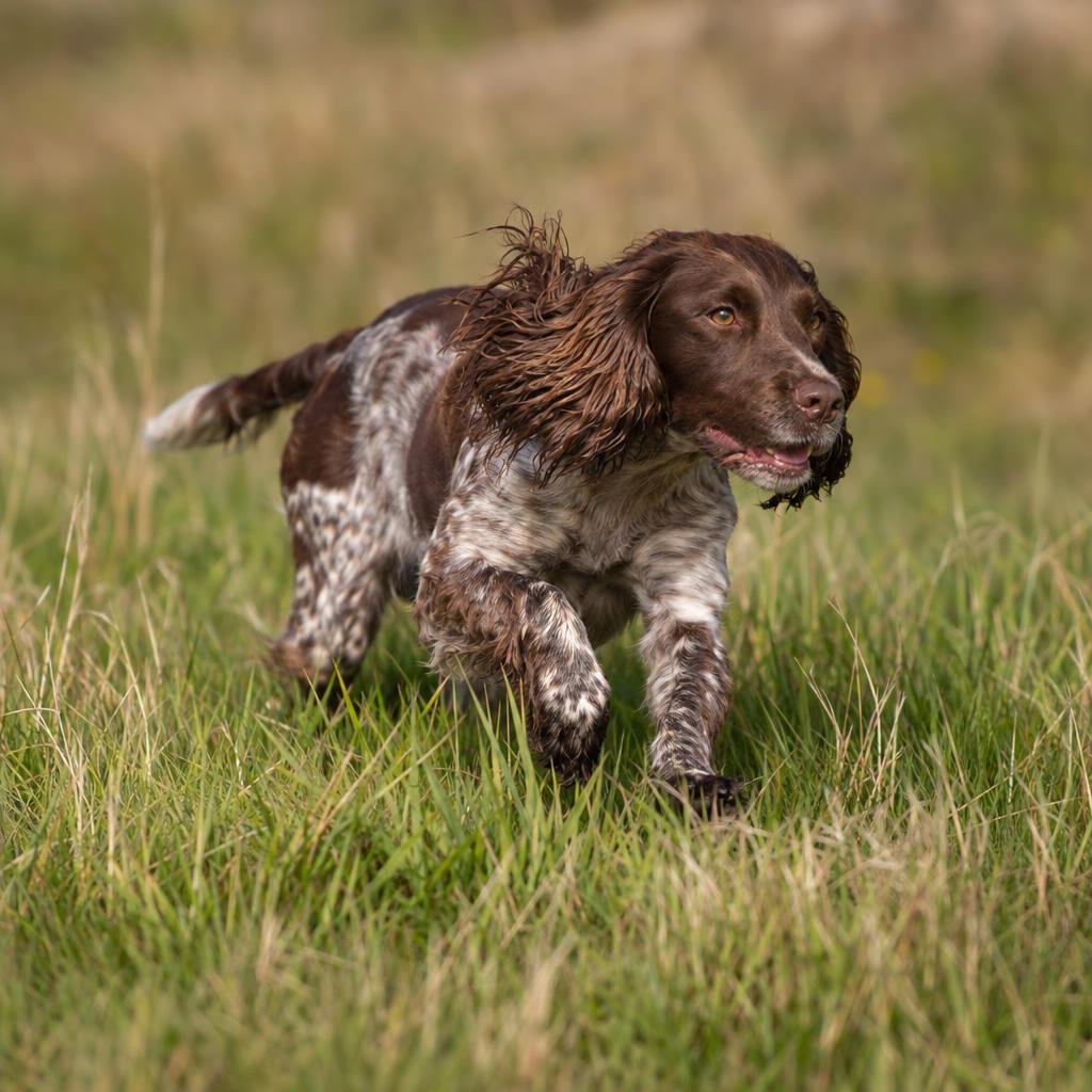 gpt-image-2.5-sunburst_A_highly_photorealistic_athletic_working-line_English_Cocker_Spaniel_running_ene-0