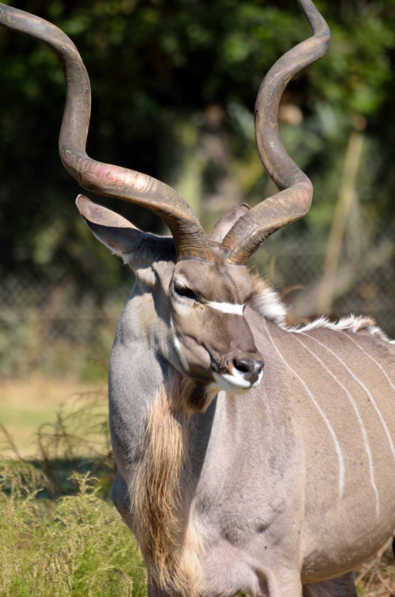greater-kudu-1402595109wKK (1) greater-kudu-1402595109wKK (1)