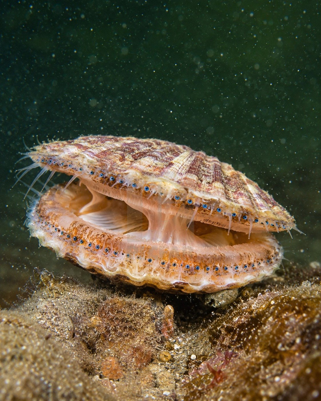 hrebenatka-otevrena-lastura hrebenatka-otevrena-lastura