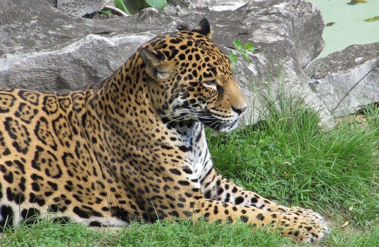 jaguar-big-cat-carnivore-animals-78dbeb jaguar-big-cat-carnivore-animals-78dbeb