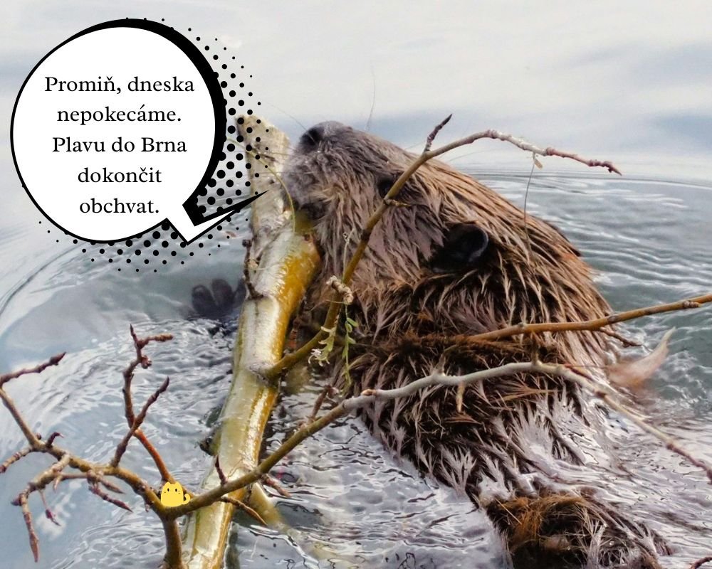 Klidně mluv dál. Je fascinující sledovat, jak si myslíš, že to dává smysl (1)