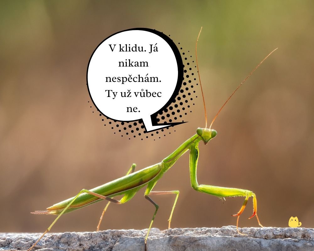 Klidně mluv dál. Je fascinující sledovat, jak si myslíš, že to dává smysl