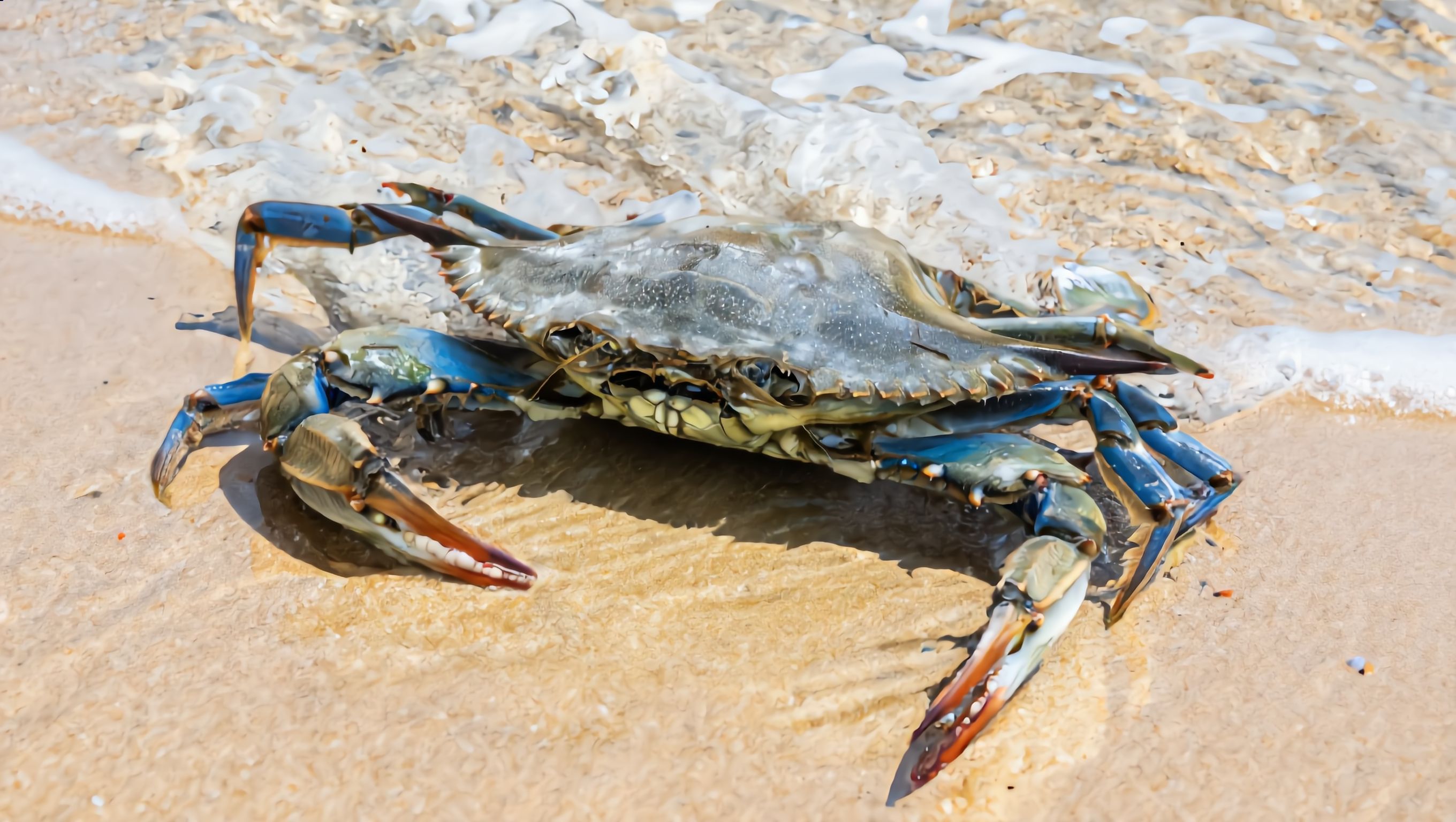 krab krab