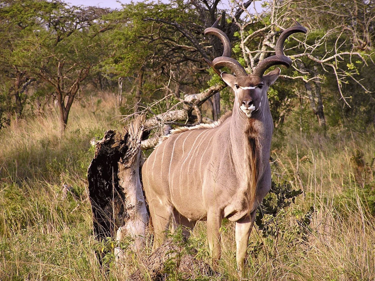 Kudu111 Kudu111