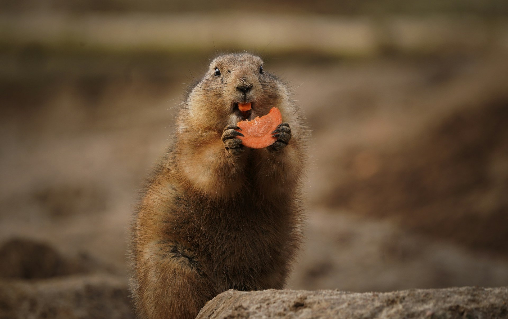 maarten-scheel-0KIT5fuWFVk-unsplash