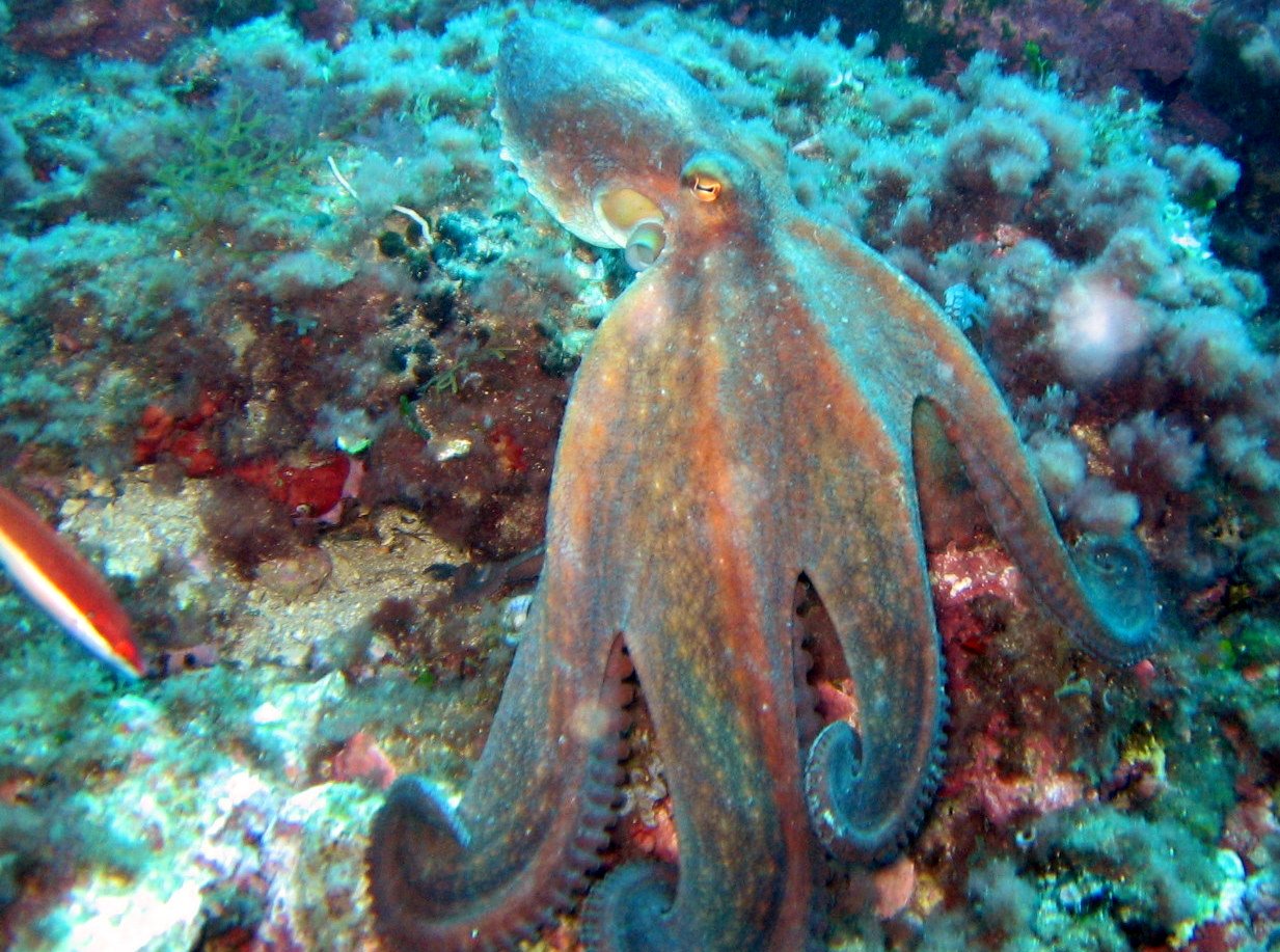 Octopus_vulgaris_3