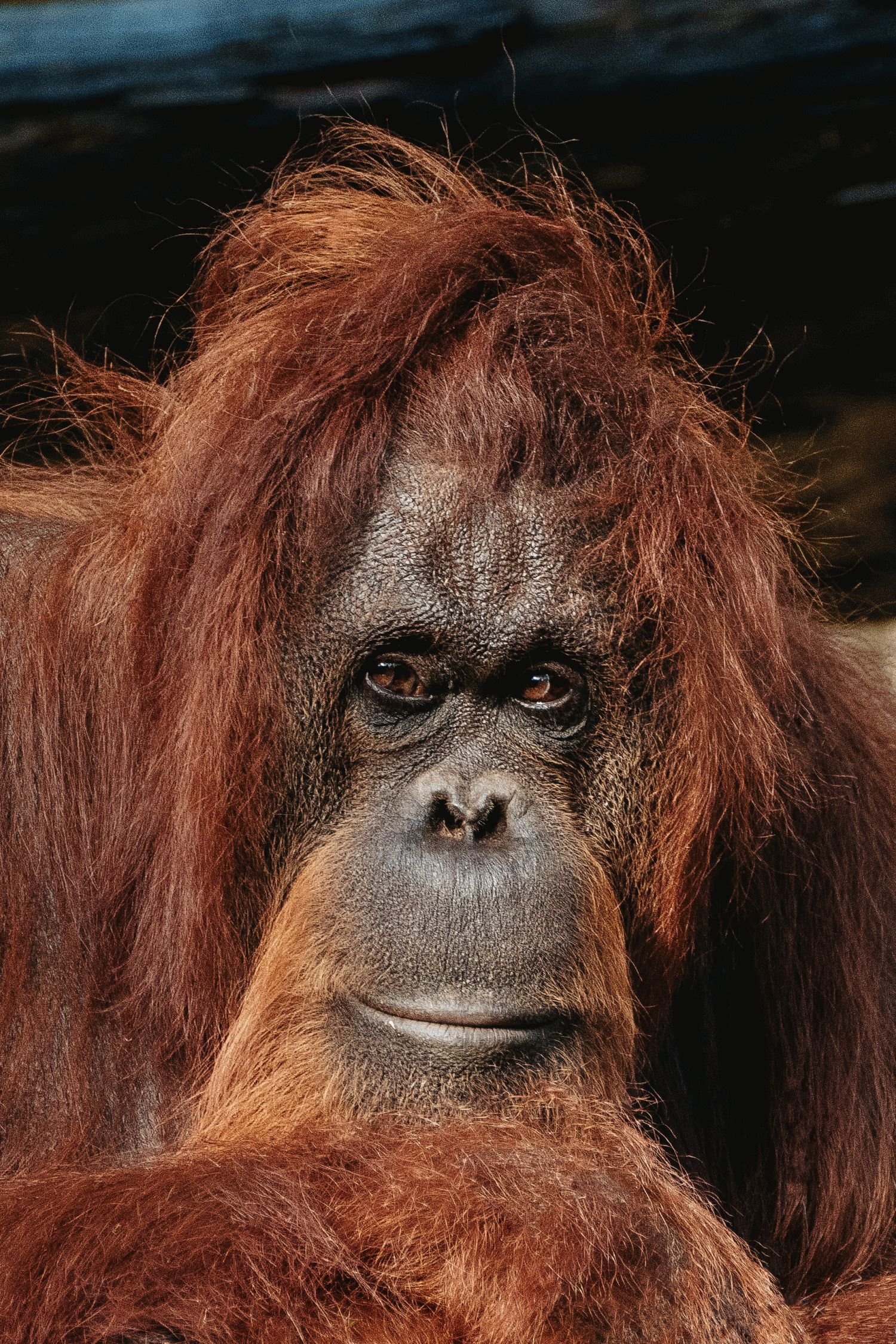 orangutan orangutan