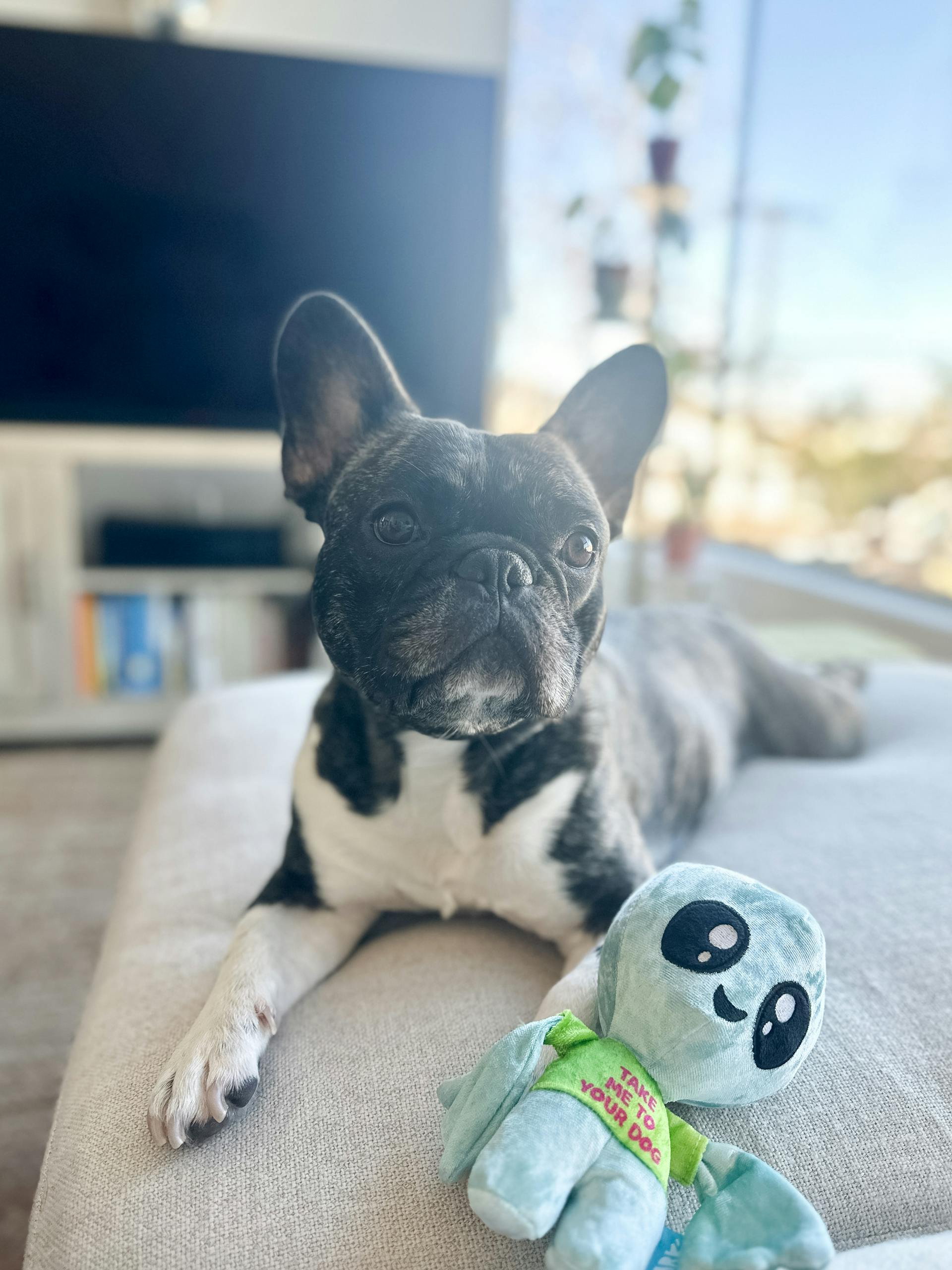 pexels-alliefeeley-15239564