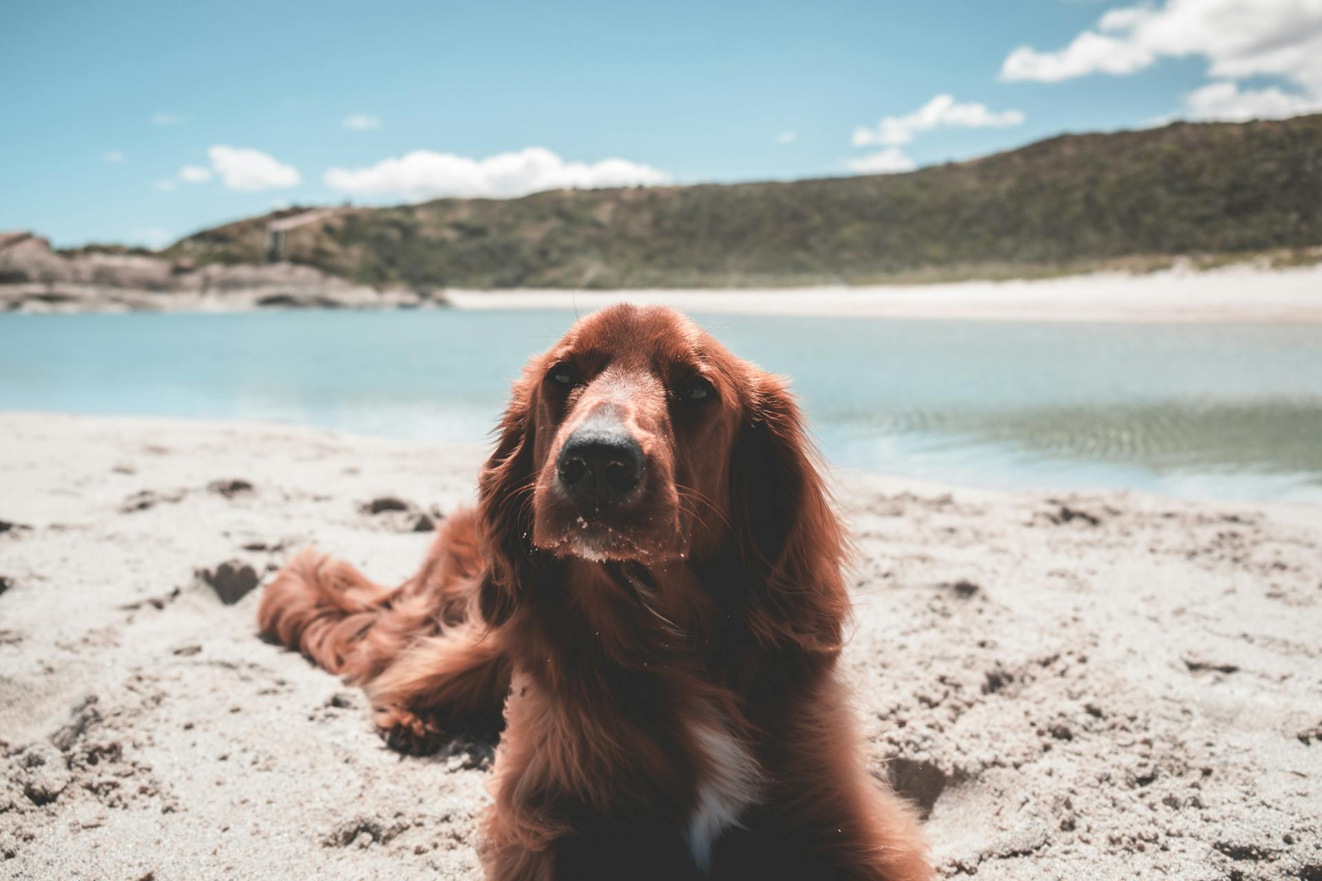 pexels-lachlan-ross-6510333