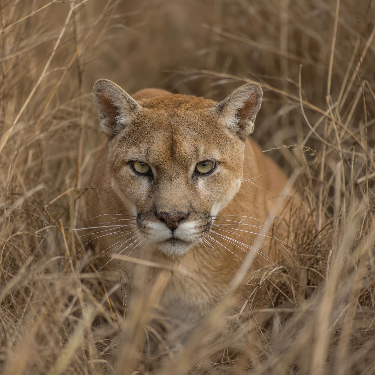 PUMA5 PUMA5