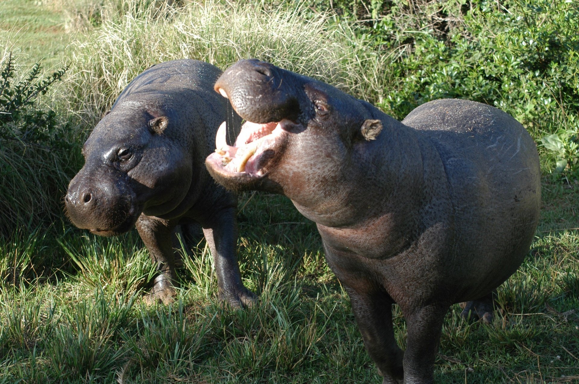 pygmy-hippo-pair pygmy-hippo-pair