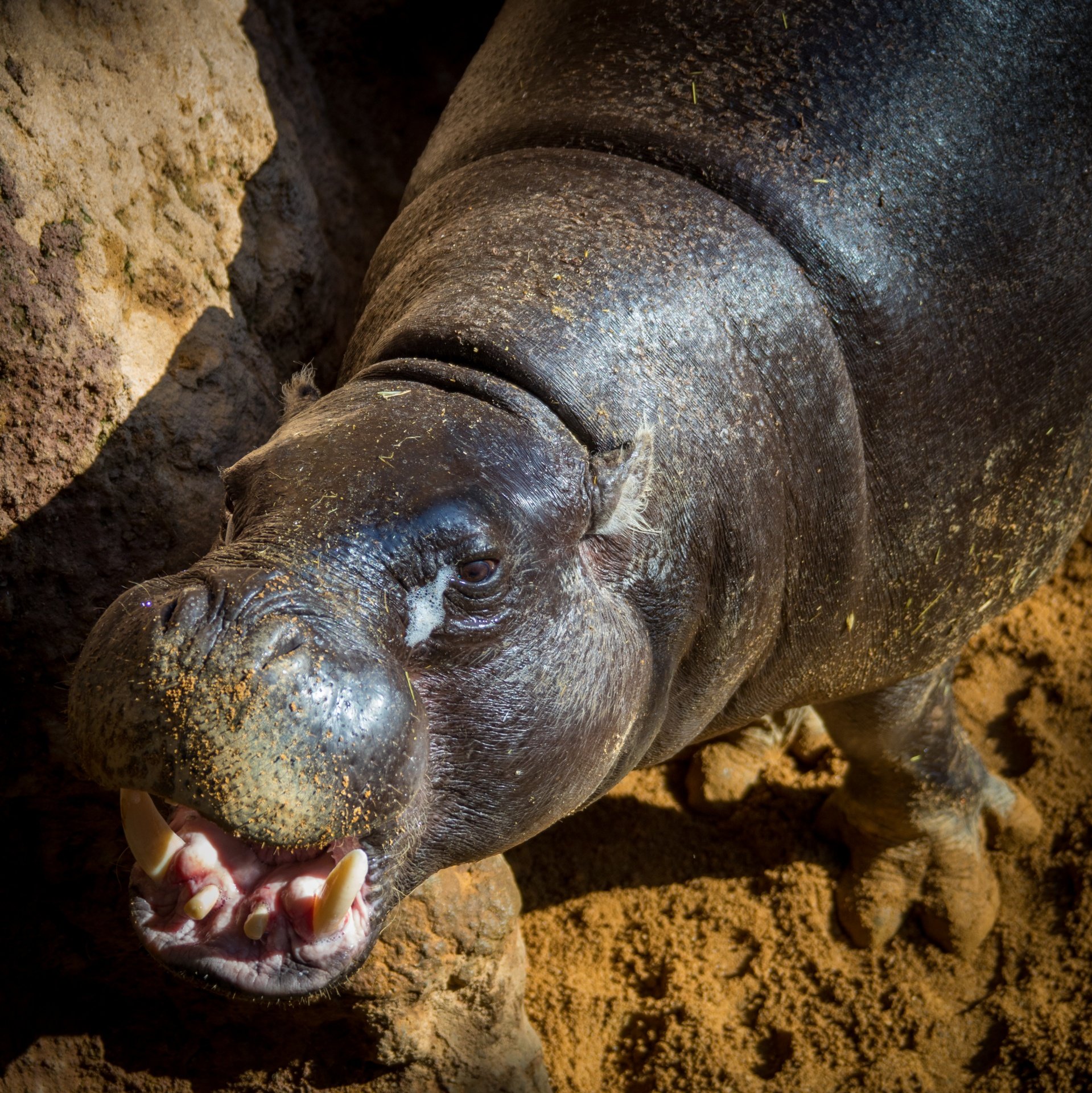pygmy-hippopotamus-1682425204968 pygmy-hippopotamus-1682425204968