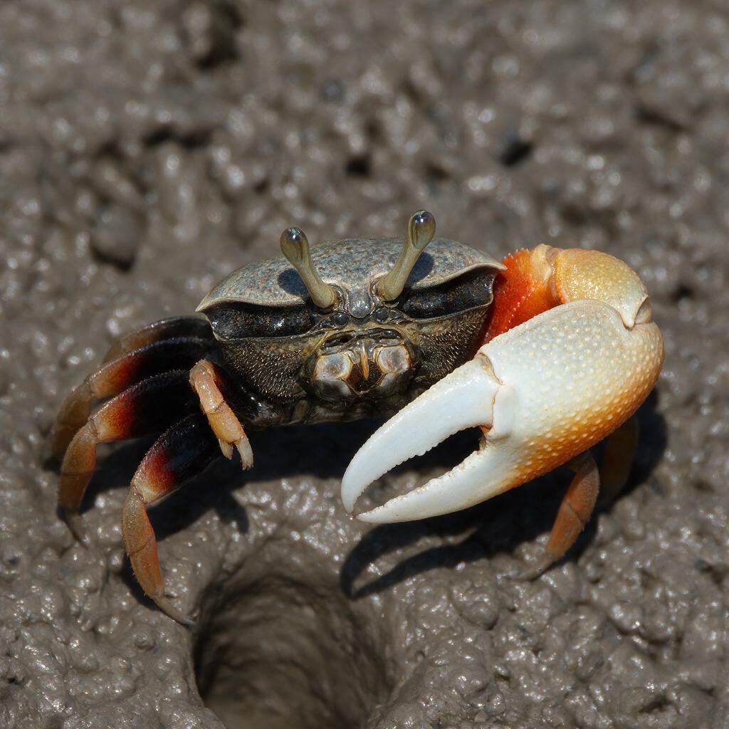 seedream-5.0-pro_A_highly_photorealistic_close-up_of_a_male_fiddler_crab_showing_the_extreme_asym-0 seedream-5.0-pro_A_highly_photorealistic_close-up_of_a_male_fiddler_crab_showing_the_extreme_asym-0
