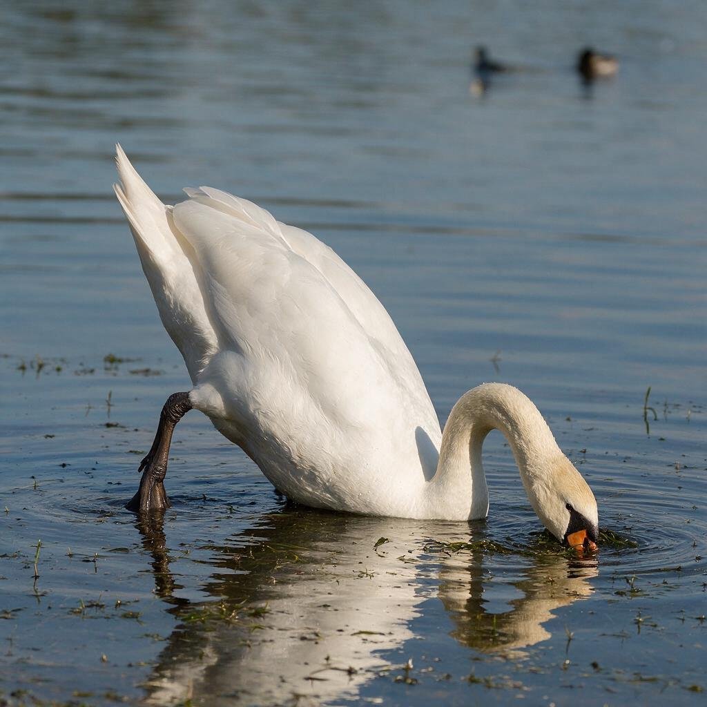 seedream-5.0-pro_A_highly_photorealistic_mute_swan_feeding_naturally_in_shallow_water_body_tipped-0 seedream-5.0-pro_A_highly_photorealistic_mute_swan_feeding_naturally_in_shallow_water_body_tipped-0