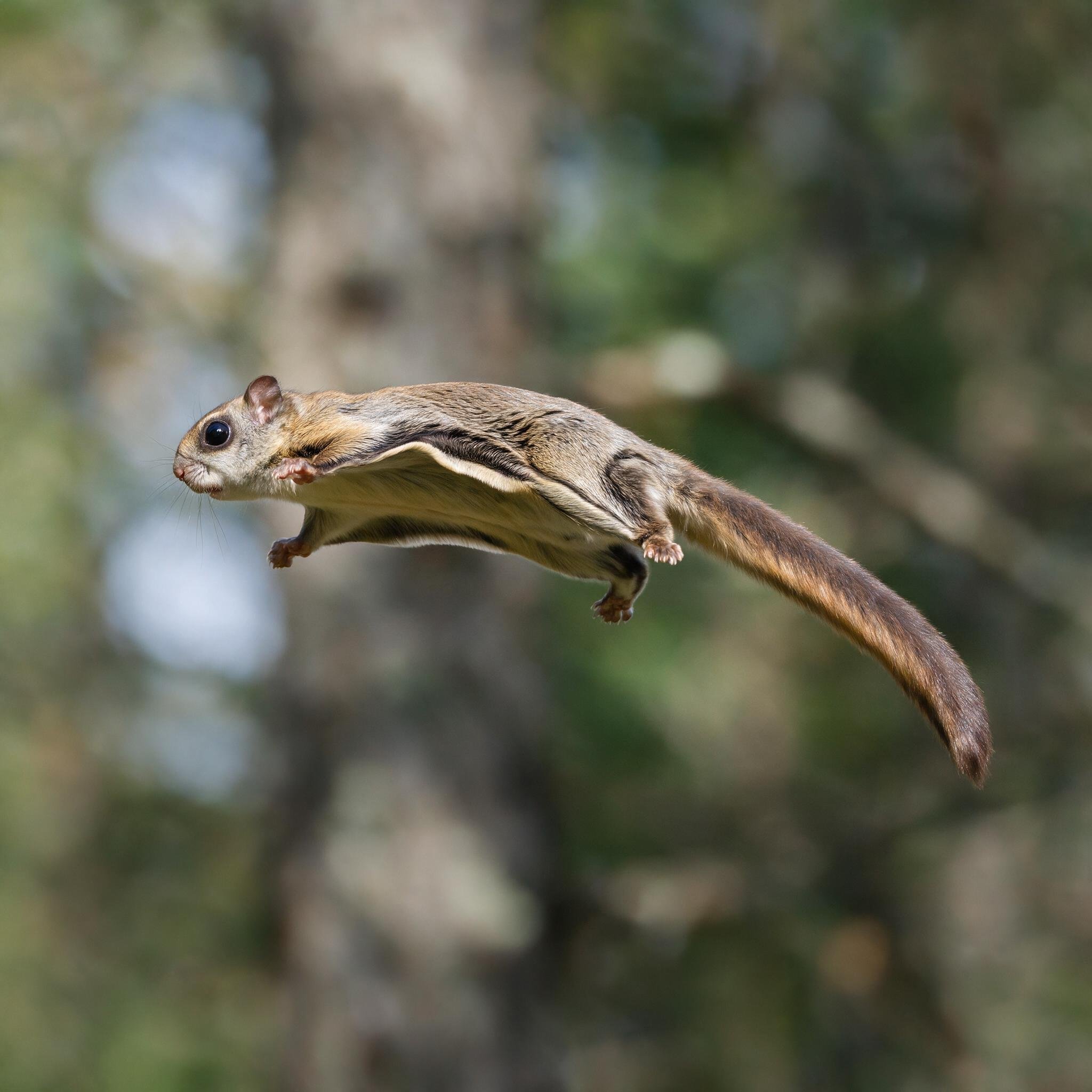 seedream-5.0-pro_A_photorealistic_close_side_view_of_a_flying_squirrel_in_mid-glide_with_its_pata-0 seedream-5.0-pro_A_photorealistic_close_side_view_of_a_flying_squirrel_in_mid-glide_with_its_pata-0