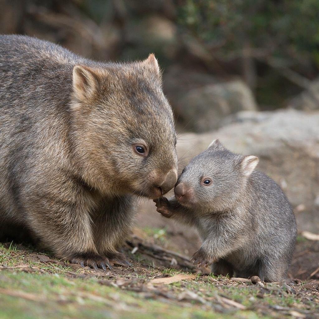 seedream-5.0-pro_A_photorealistic_wombat_mother_with_a_young_joey_close_by_in_natural_Australian_-0 seedream-5.0-pro_A_photorealistic_wombat_mother_with_a_young_joey_close_by_in_natural_Australian_-0