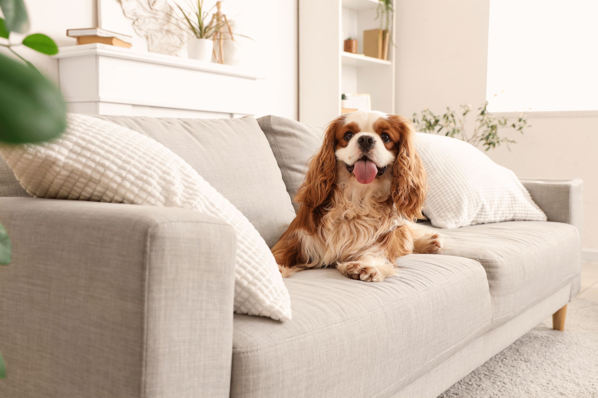 shutterstock_2467636075