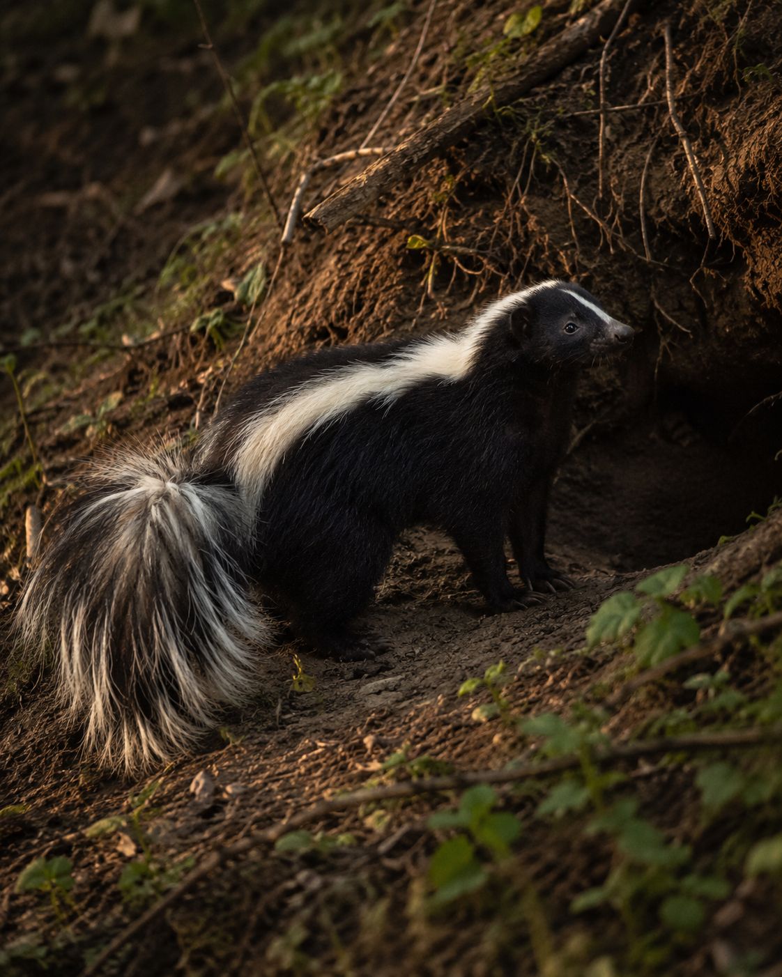 skunk4 skunk4